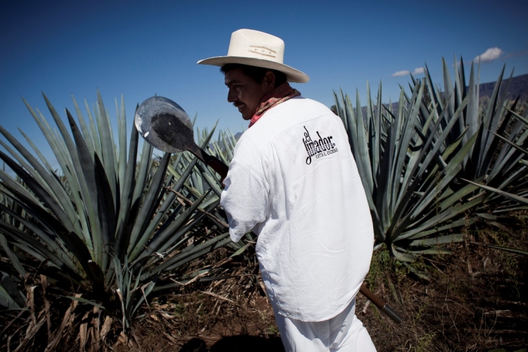 Bioüzemanyag készülhet a tequila alapanyagából